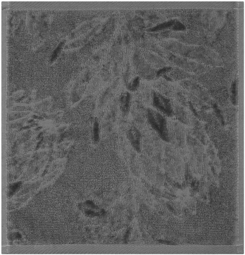 [BTWH4U4AYHVNXYKN] Glodina Kirstenbosch Face Cloth Cotton Face Towel (Grey, 30 cm x 30 cm)